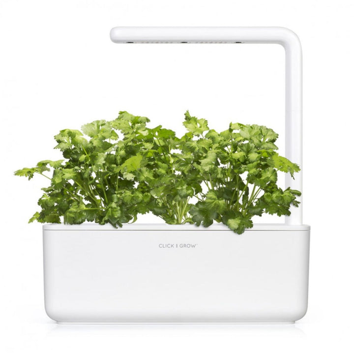 Nasiona do ogrodu domowego Smart Garden - kolendra