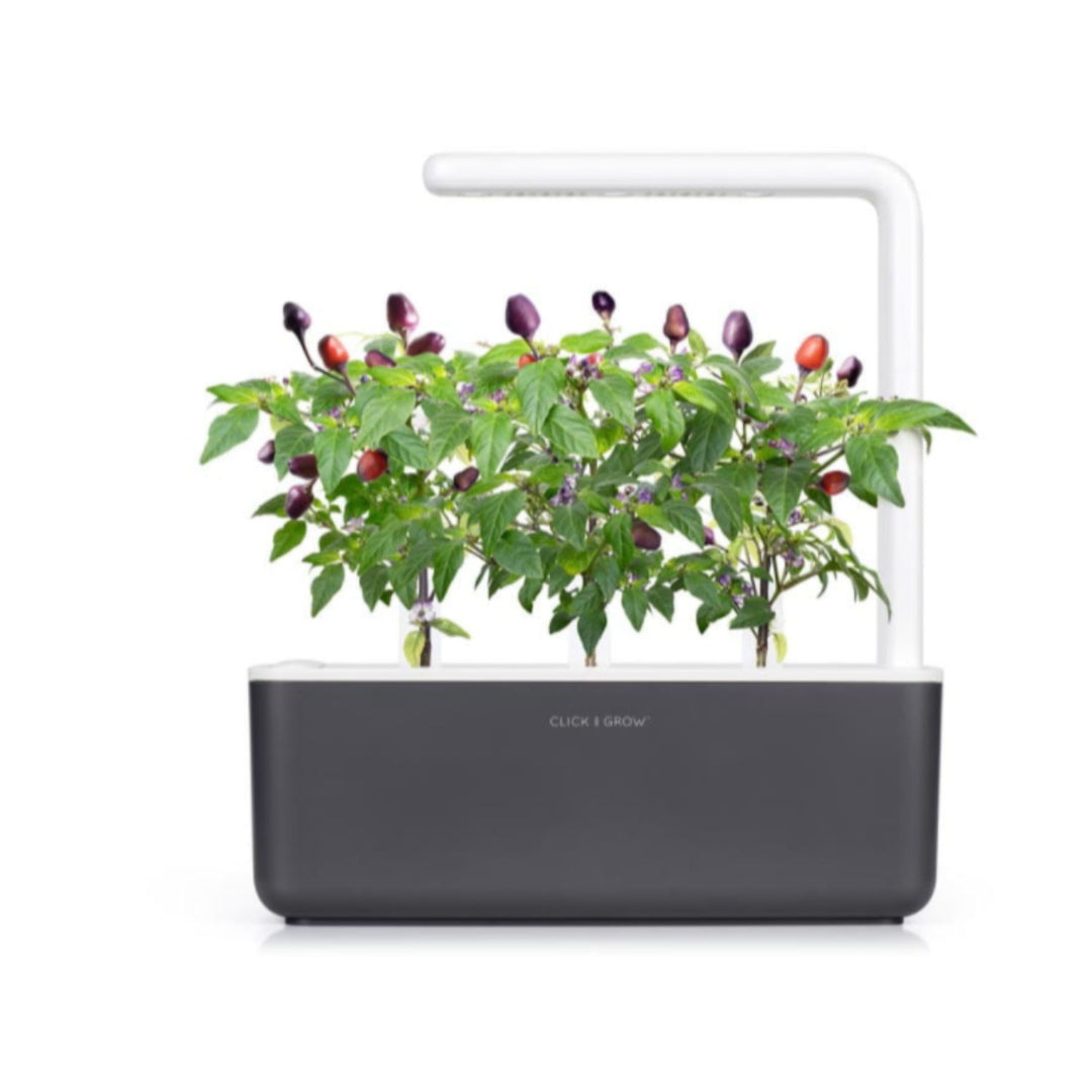 Nasiona do ogrodu domowego Smart Garden - fioletowa papryka chili