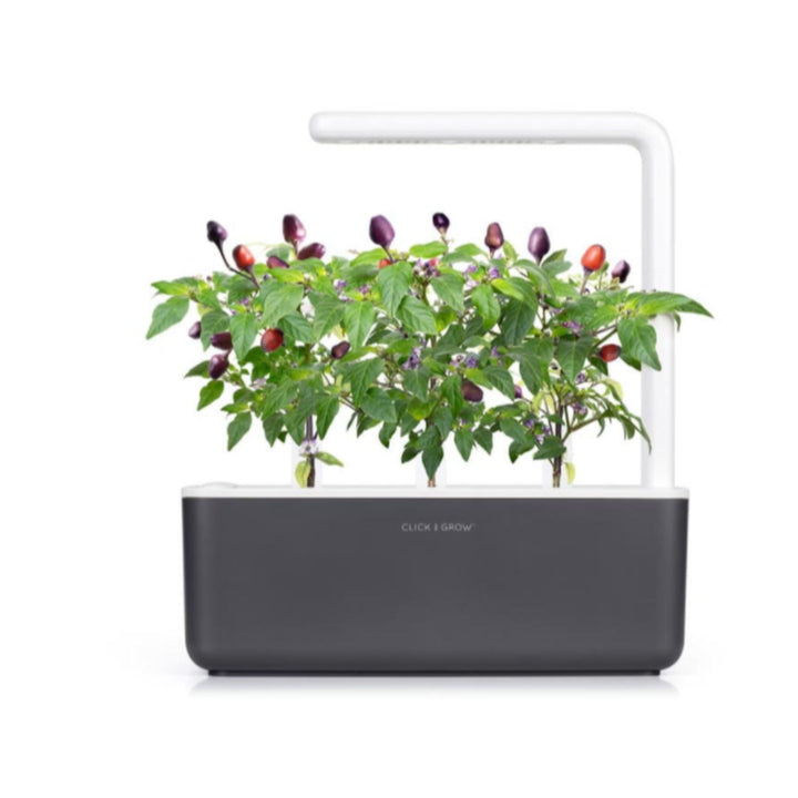 Nasiona do ogrodu domowego Smart Garden - fioletowa papryka chili