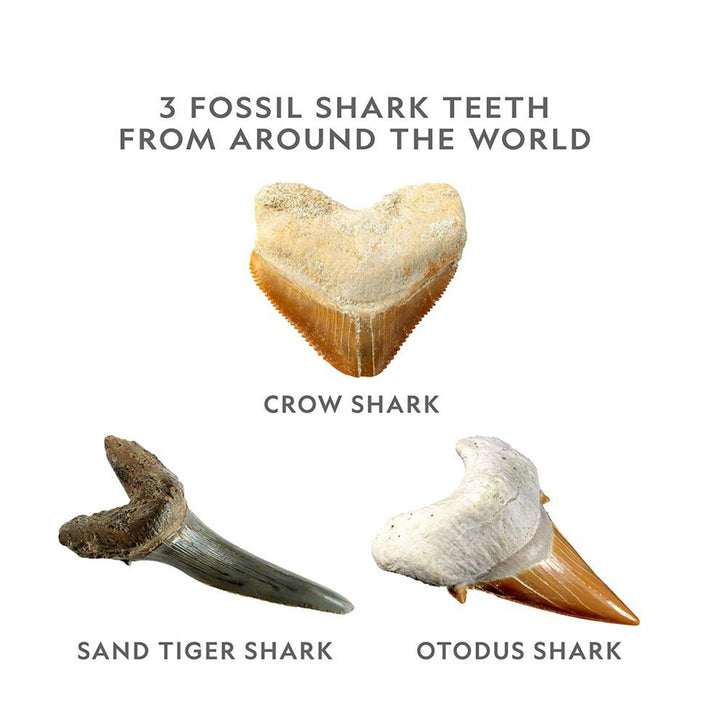 Zestaw National Geographic - Zestaw wykopaliskowy Ząb rekina (Shark Tooth Dig Kit)