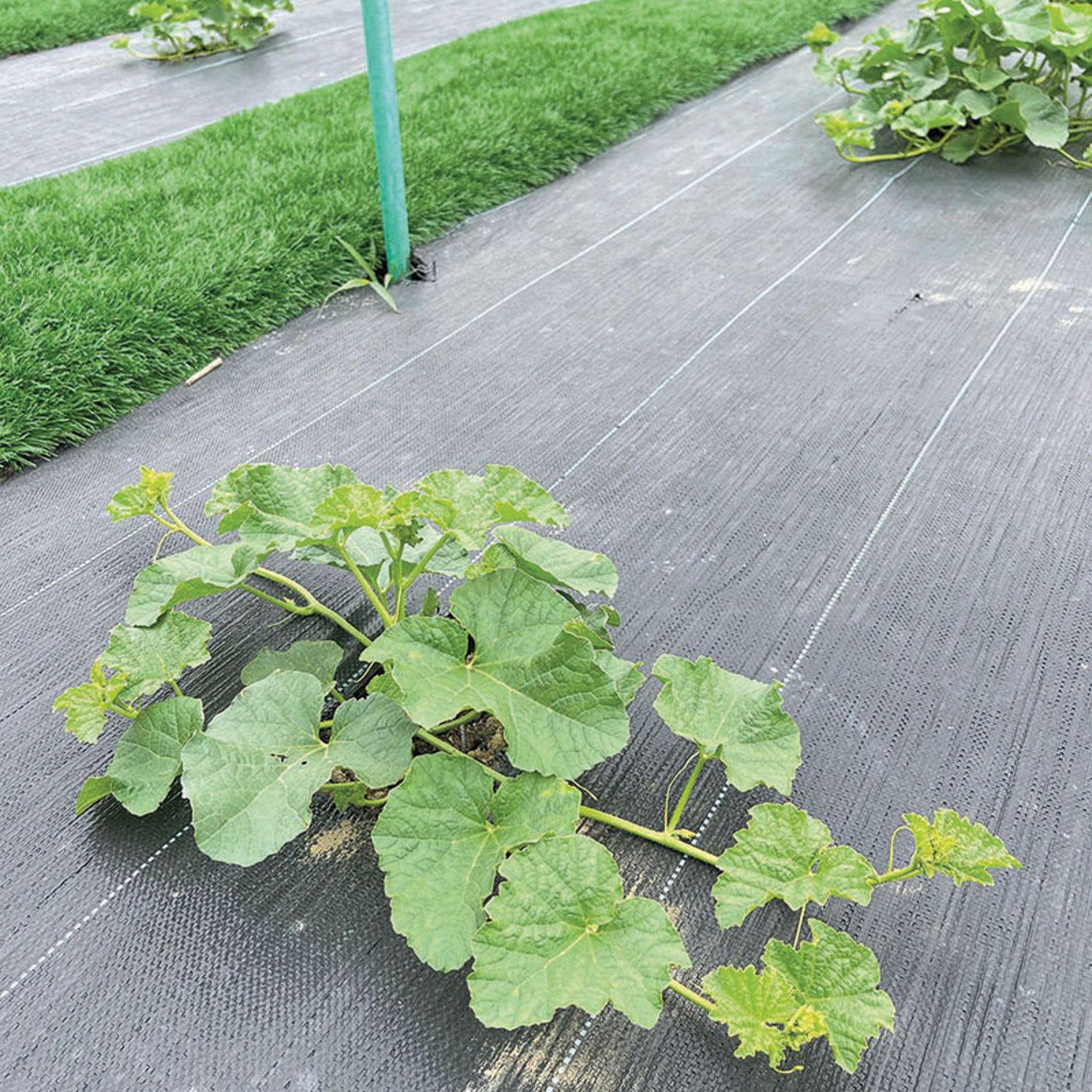 Agrotkanina Greenmill, antychwastowa, 100g, 1x5m, czarna, GR1016